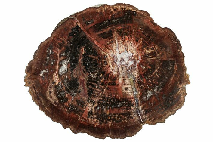 Polished Permian Petrified Wood (Araucarioxylon) Round - Utah #305096